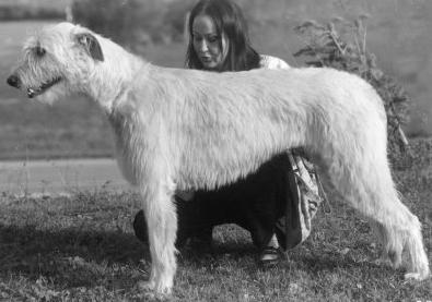 Norrigu von den Eichelwiesen | Irish Wolfhound 