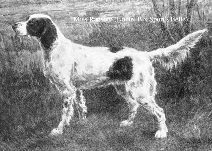 Miss Ransom (Uncle B x Sport's Belle) | English Setter 