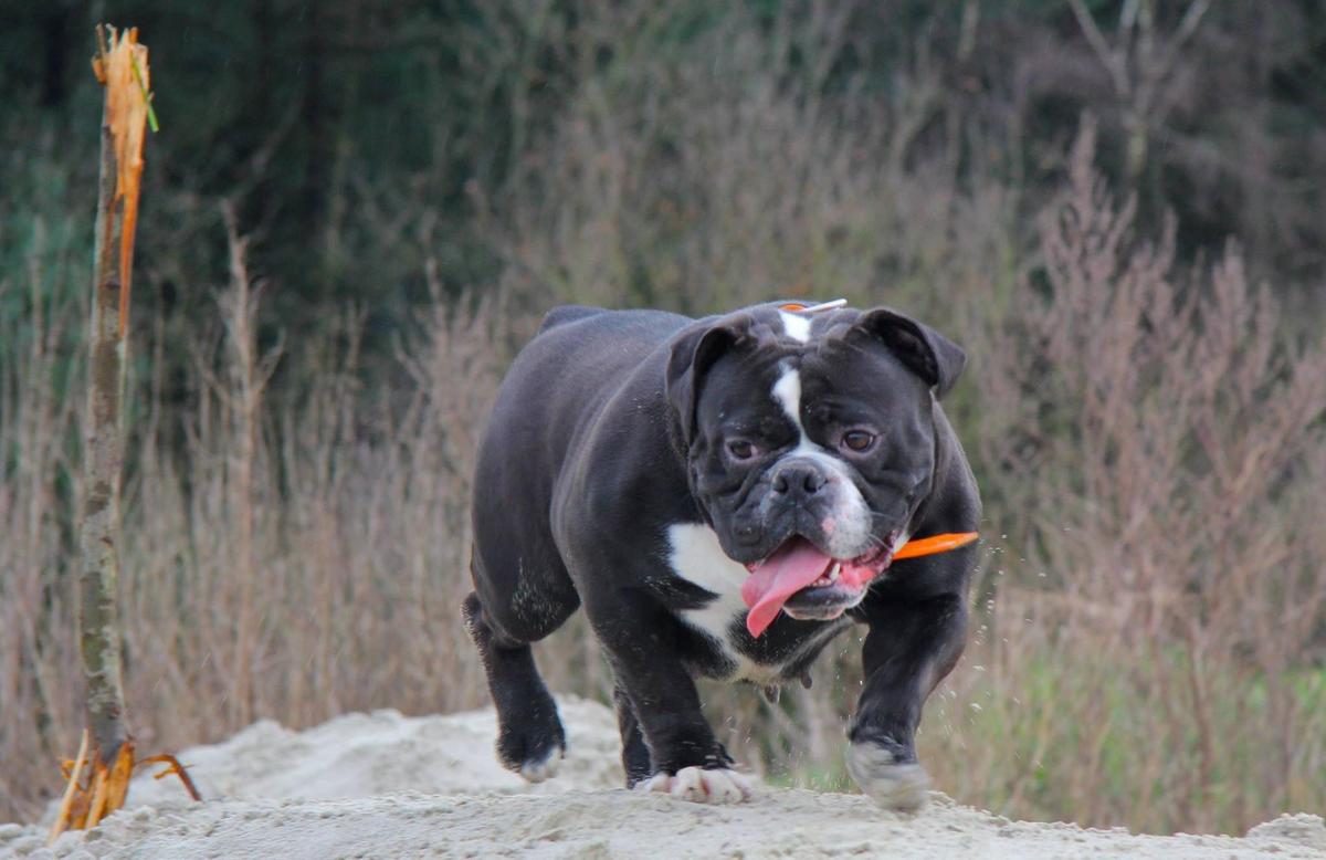 DaimondBulls Daisy | Olde English Bulldogge 