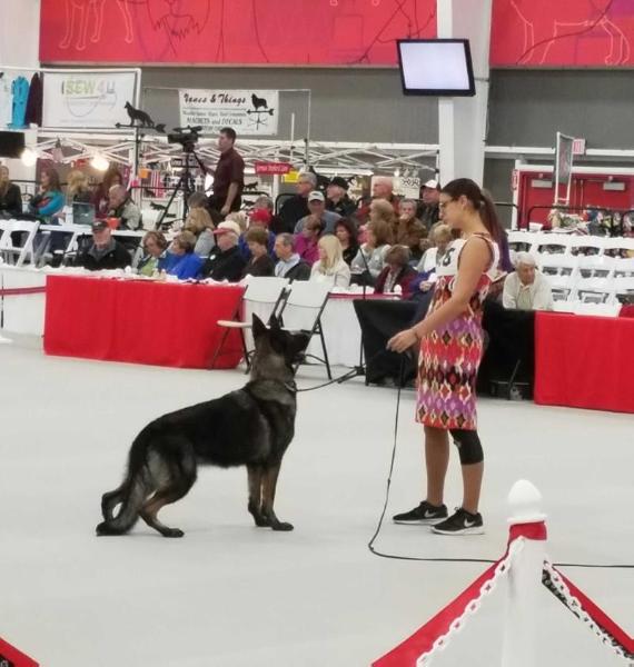 Kysarah Sholan Paint It Black | German Shepherd Dog 