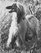 Rudiki Of Prides Hill | Afghan Hound 