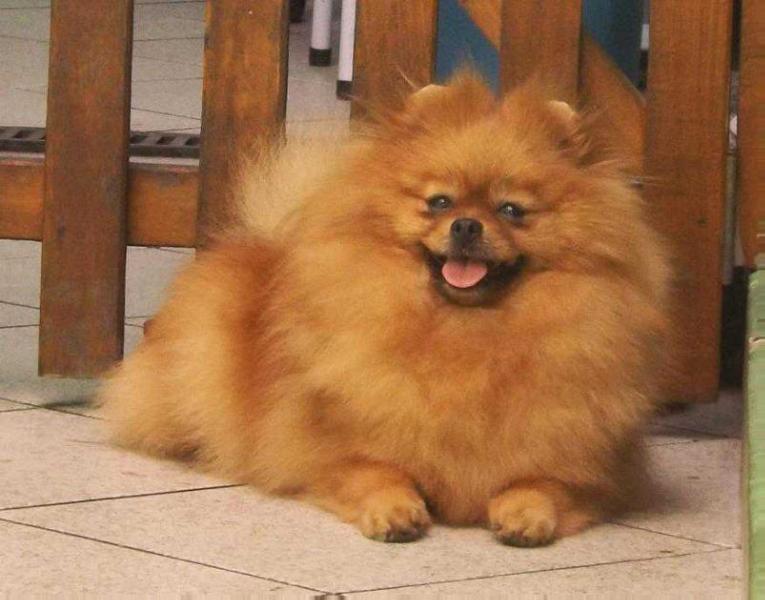 Golden Furrballs Sweethunder Storm | Pomeranian 