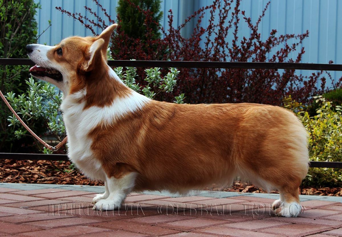 Olval Denis Emblem Of Love (n/b) | Pembroke Welsh Corgi 