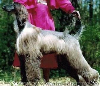 Kasban Pretty Poison | Afghan Hound 