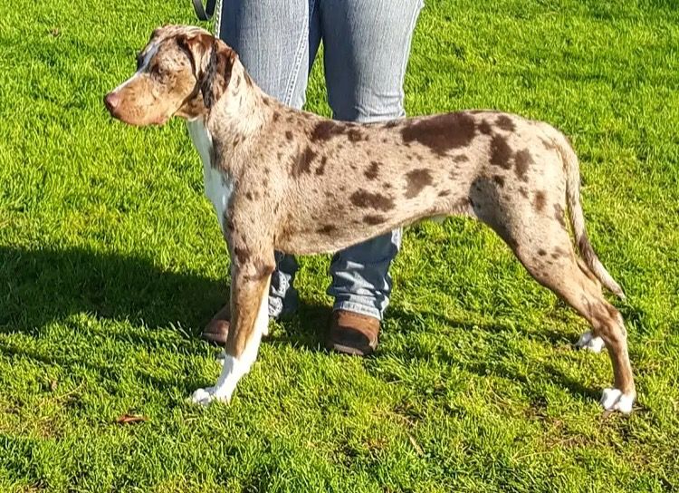 Hidden Creek's Turbo Diesel | Catahoula Leopard Dog 