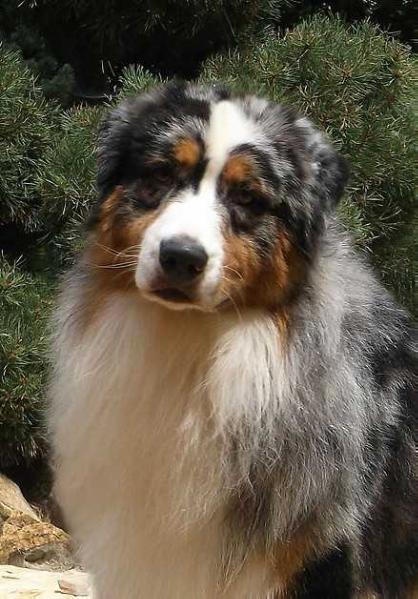 Bleuroyal Take No Prisioners | Australian Shepherd 
