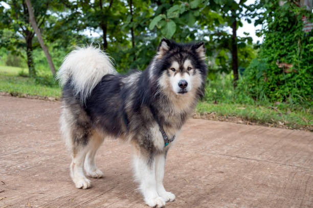 Alaskan Malamute