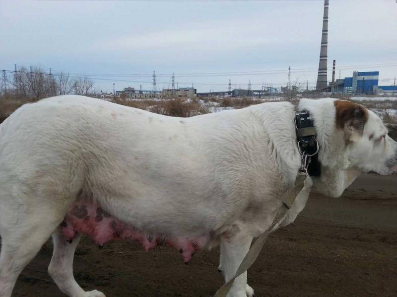 Hanna | Central Asian Shepherd Dog 