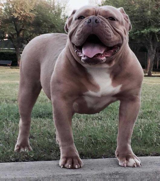 Vo's Zena | Olde English Bulldogge 