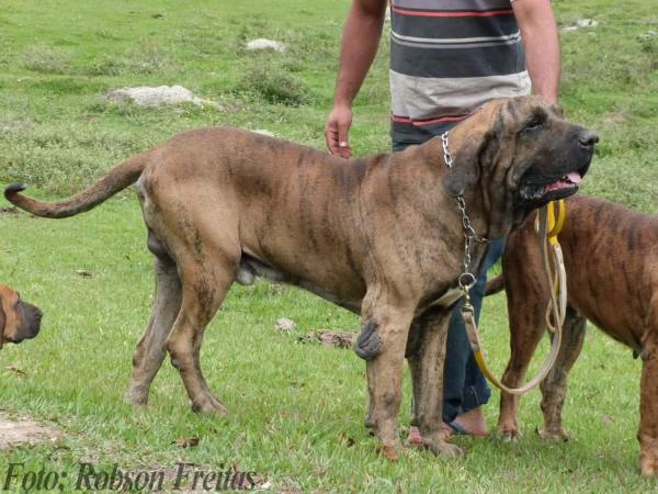 Horizonte Barão dos Filas | Fila Brasileiro 