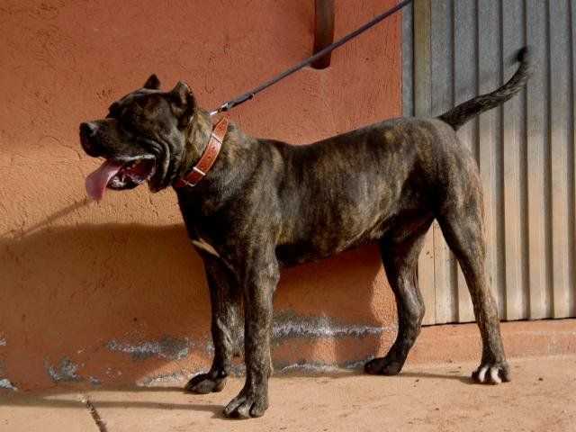 Cucho de Irema Curto | Perro de Presa Canario 