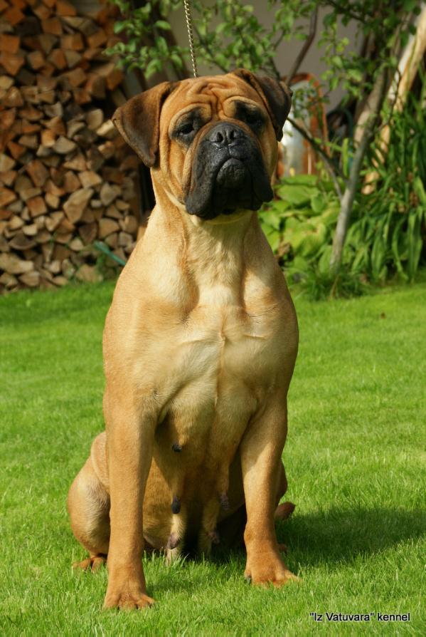 Anuler Goddess To Vatuvara | Bullmastiff 