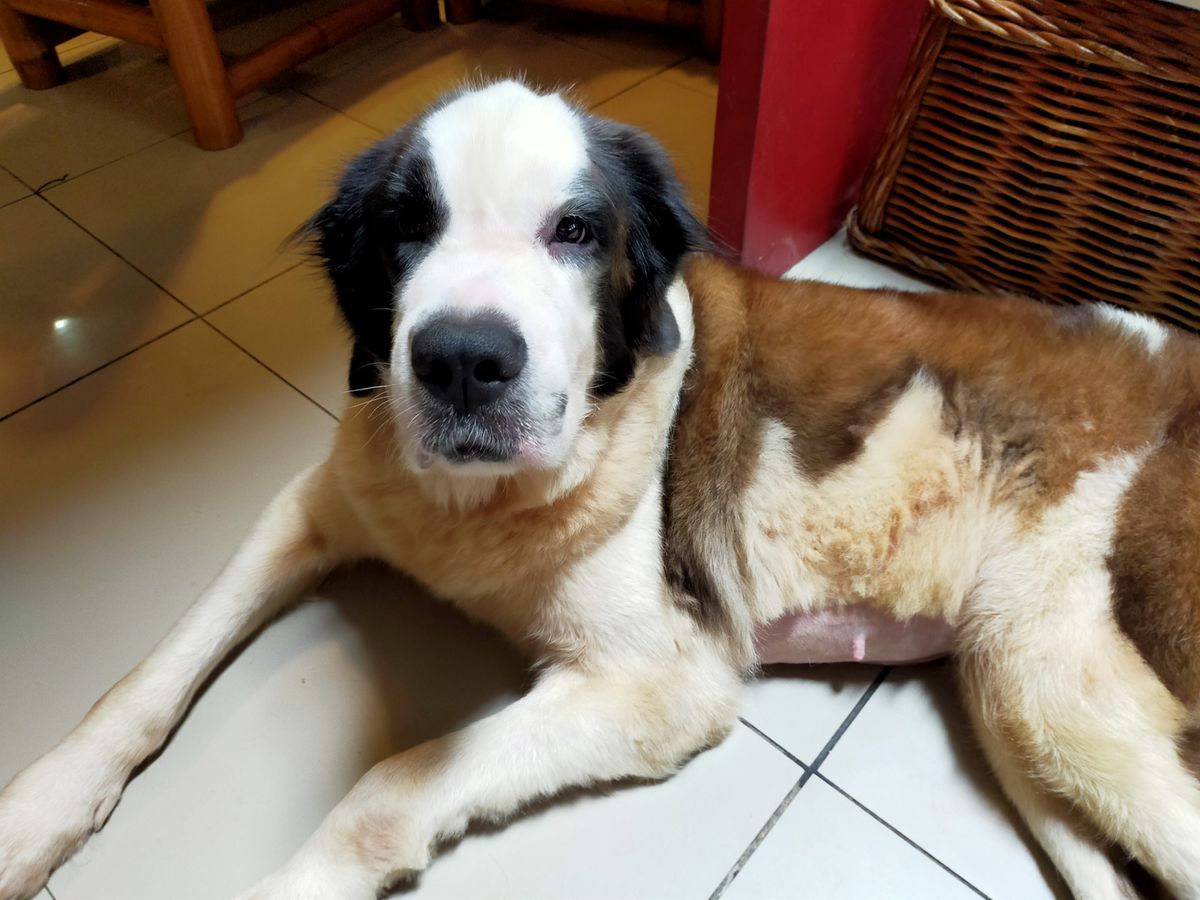 Megan of Saint Ozner | Saint Bernard 