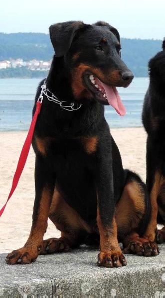 Imperator´s Legacy Hazel Heart | Beauceron 