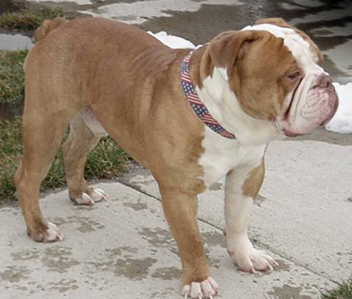 GARGOYLE'S STEINER | Olde English Bulldogge 