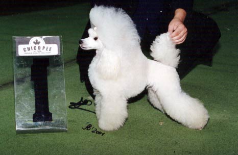 Tantsuyushaja Denezhkka iz Russkogo Dvora | Poodle 
