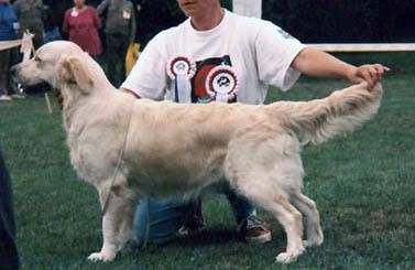 Anabella Czech | Golden Retriever 