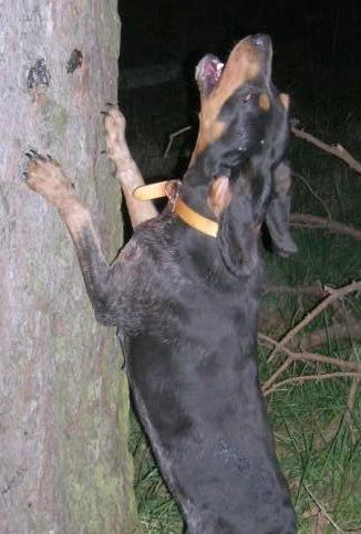 Perryman's Blue Storm | Bluetick Coonhound 