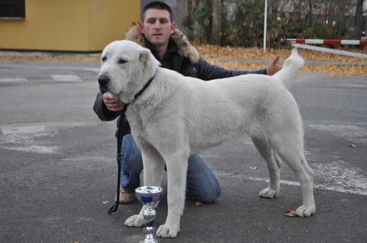 AURA TAYGA LAND | Central Asian Shepherd Dog 