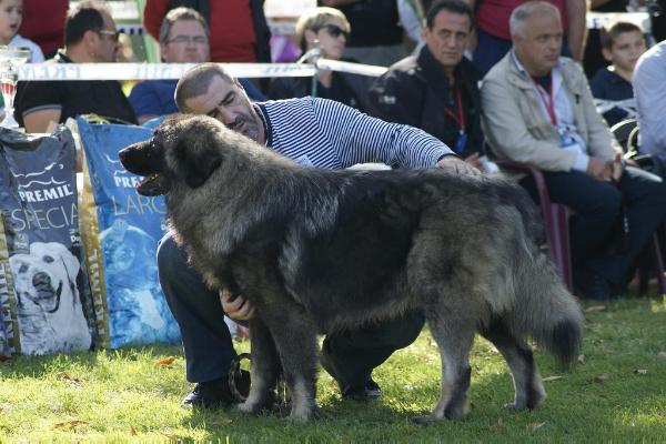 Roki | Yugoslavian Shepherd Dog-Sarplaninac 