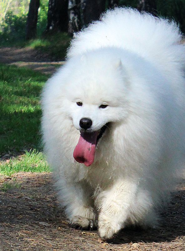 IZDOMASU Lita La Vita | Samoyed 