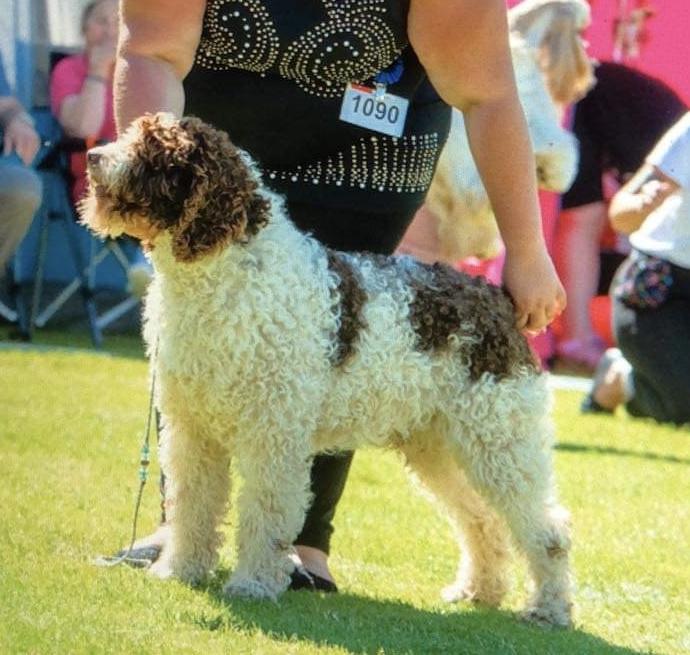 Candau de Gaudalteba | Spanish Water Dog 