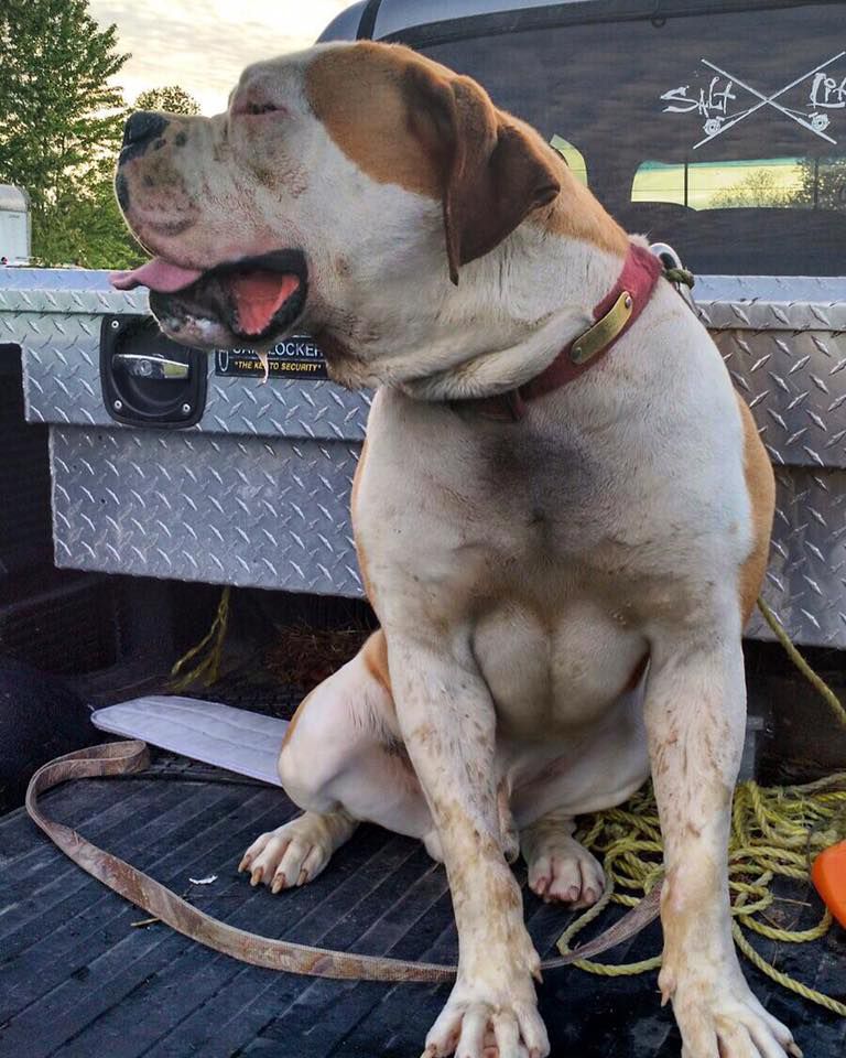 Webb's Caesar of Jam Up Bulldogs | American Bulldog 