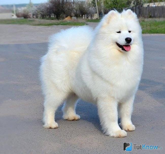 IZVESTNAJA PERSONA S HUTORA DYKANKI | Samoyed 