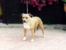 Moonlight Gambler's Angel | American Staffordshire Terrier 