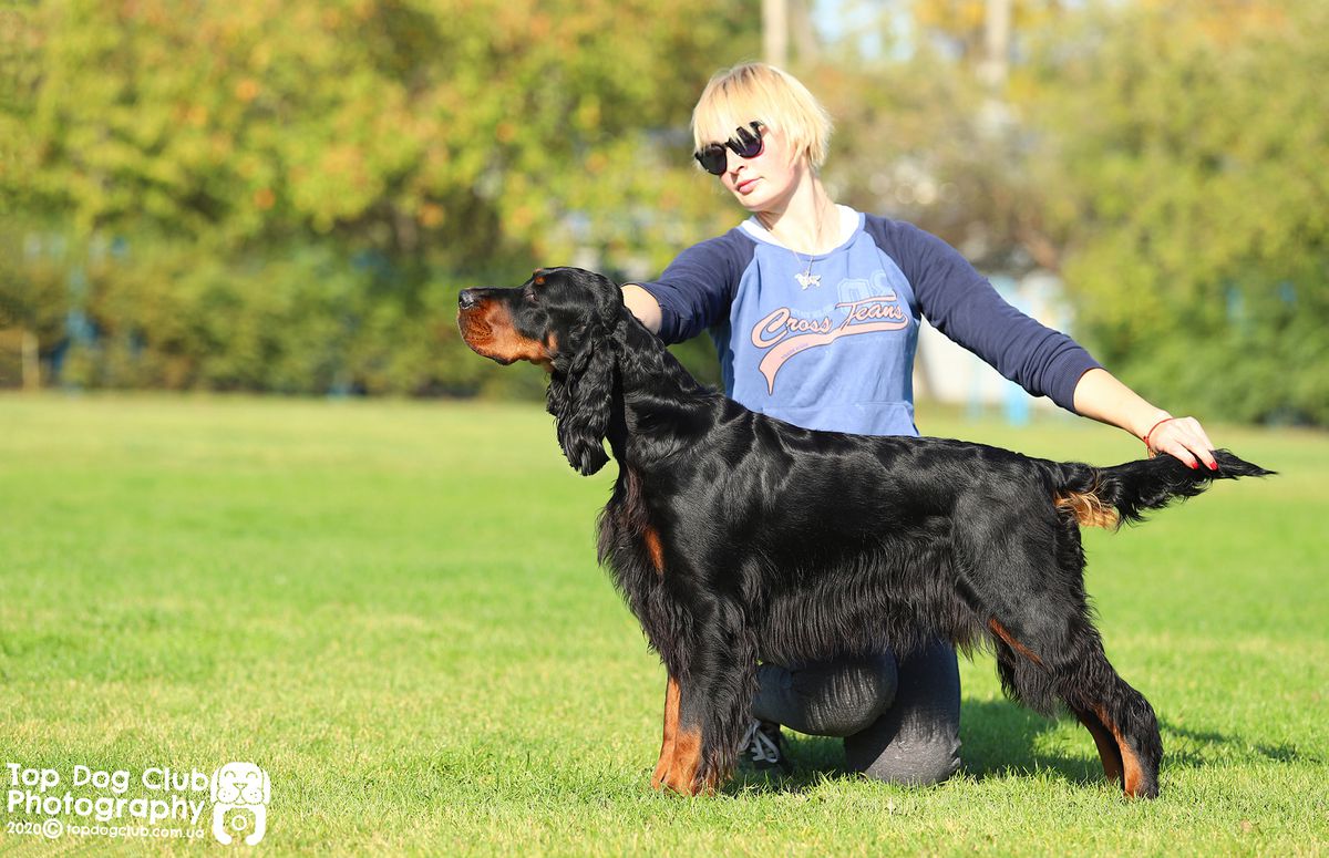 Gordon Sett Style July Heat | Gordon Setter 