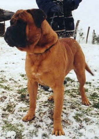 Lenka Roy | Bullmastiff 