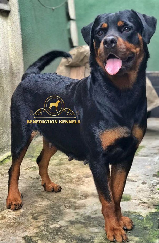 Flash Hous Of DOGma | Rottweiler 