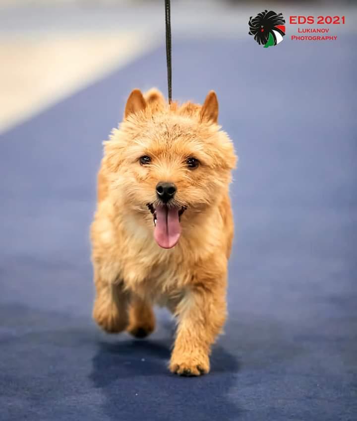 MOVEABLE FEAST REAL DREAM BABY | Norwich Terrier 