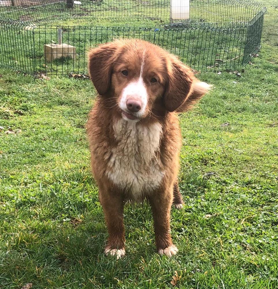 Canis Amicus Yesi | Nova Scotia Duck Tolling Retriever 
