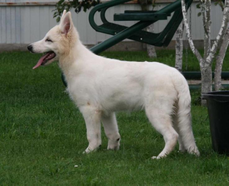 Ruby iz Okeana Udachi | White Swiss Shepherd Dog 