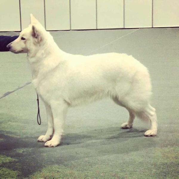 House Of Fun's Amazing Grace | White Swiss Shepherd Dog 