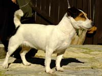 Xena for Aimy Ons Eiland | Jack Russell Terrier 