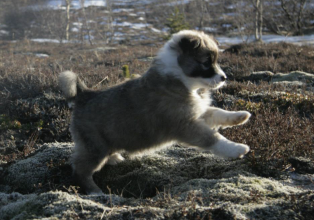 Ístjarnar Kría | Icelandic Sheepdog 