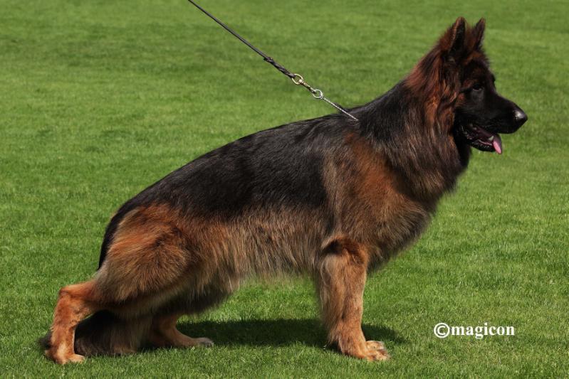 Lenny vom Team Armada | German Shepherd Dog 