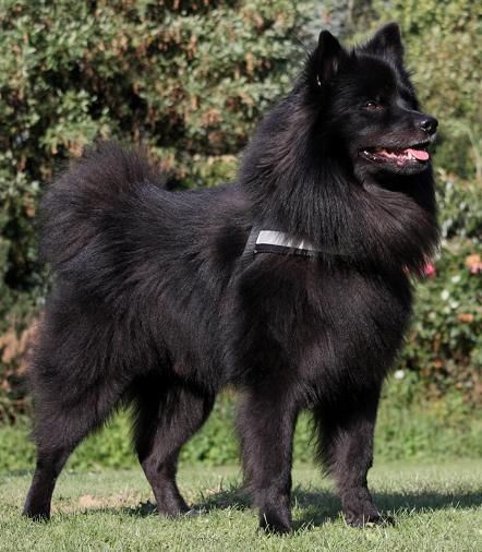 AMOR VON BESSARABIEN | German Spitz 