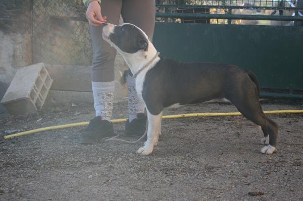Haïka | American Staffordshire Terrier 