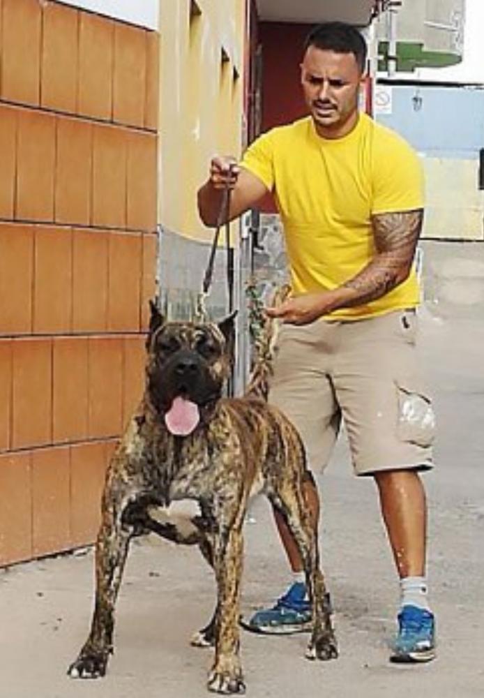 Franco de Ajodar | Perro de Presa Canario 