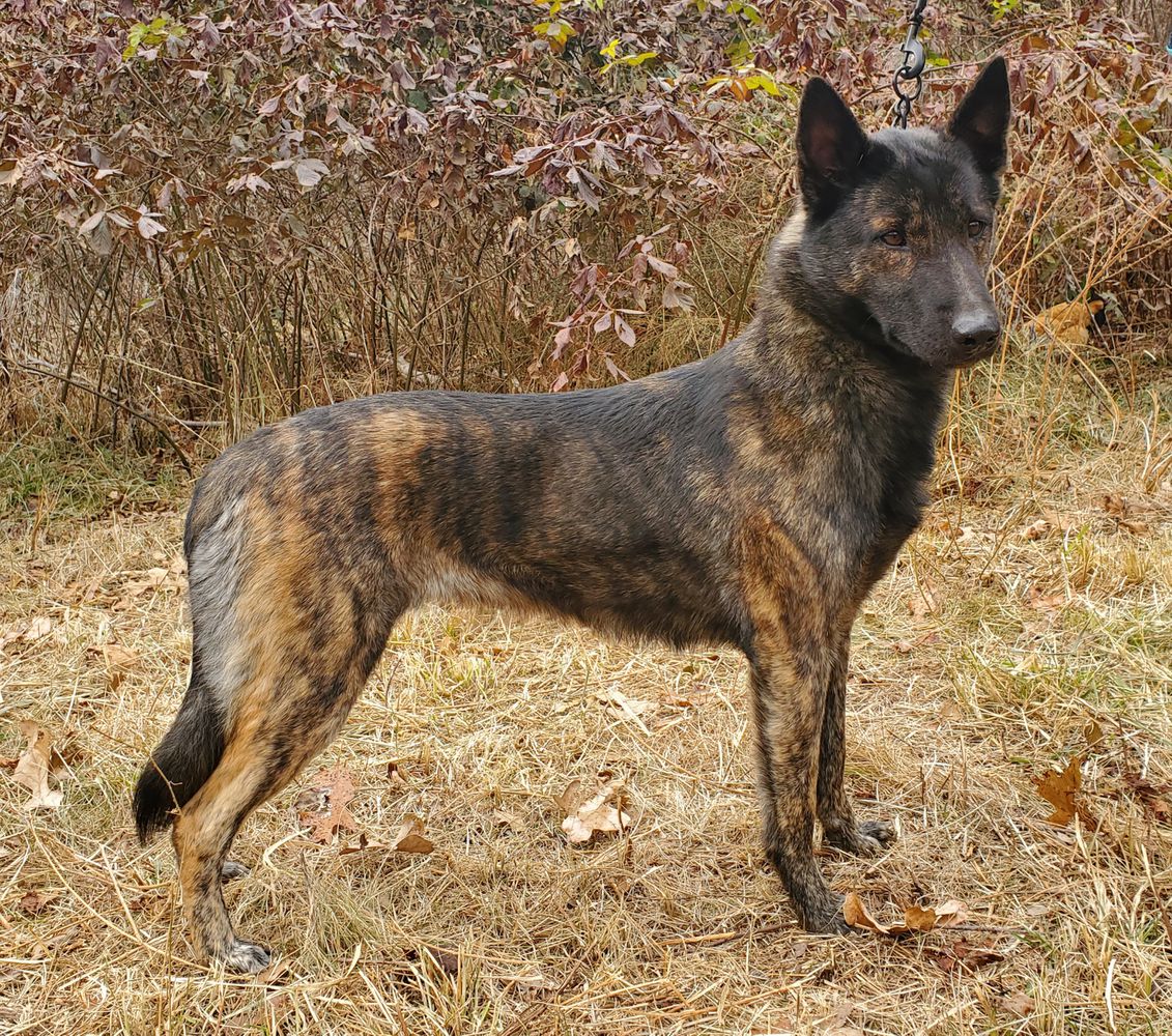 Ozark Howler's Valkyrie | Dutch Shepherd 