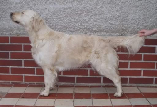 Desert Rose Aldamity | Golden Retriever 