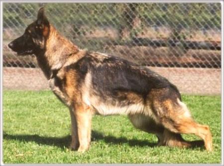 Julchen vom Valkyre | German Shepherd Dog 