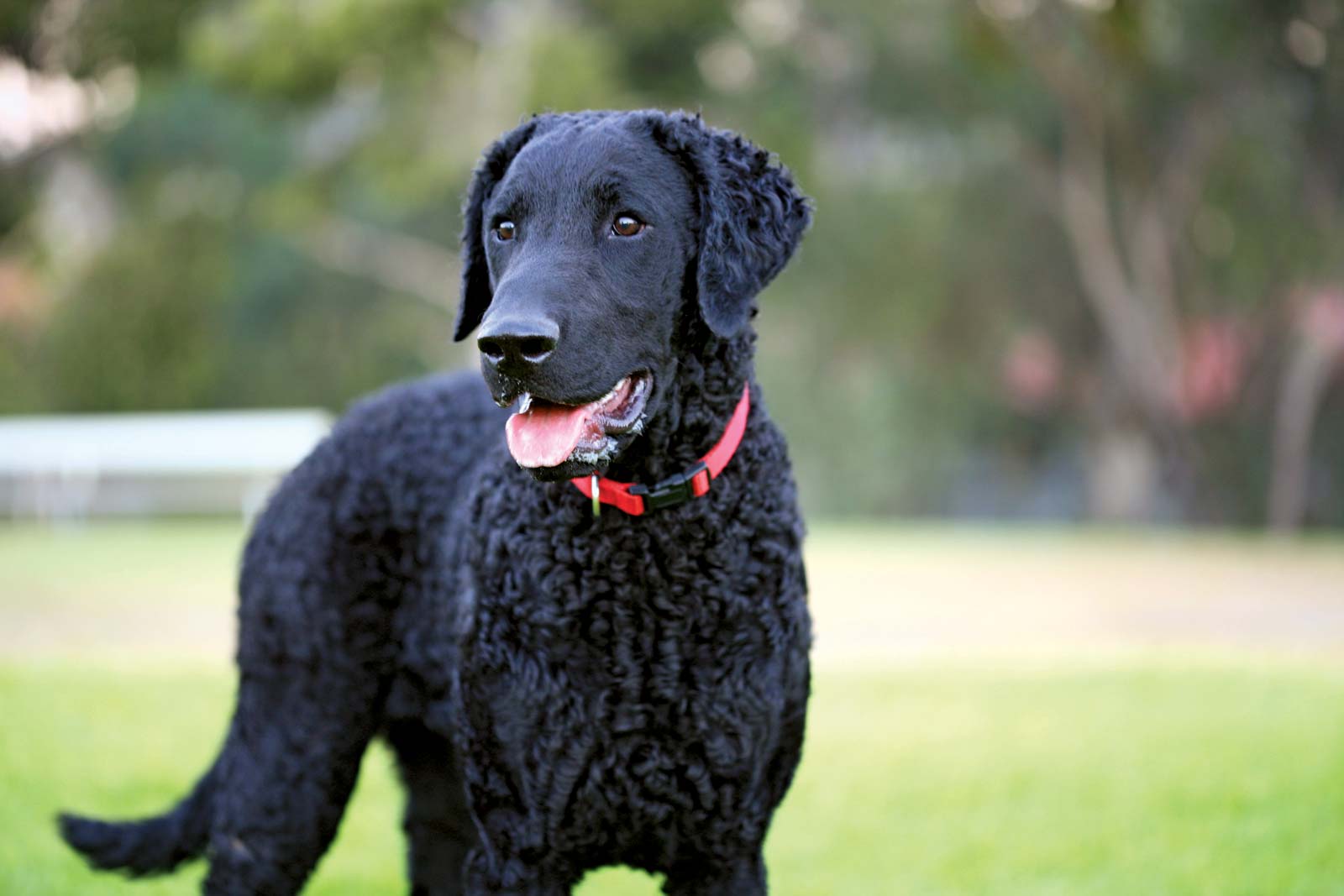 Curly-Coated Retriever