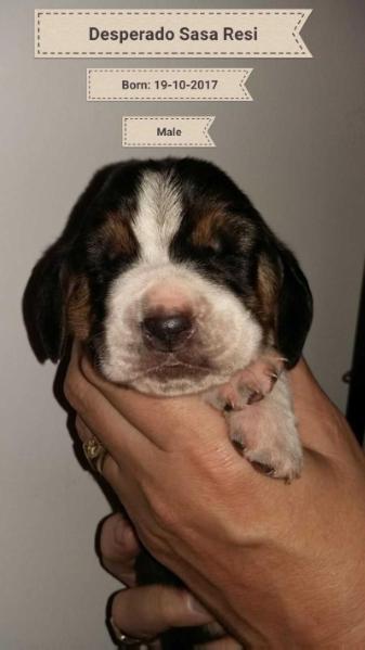 Desperado of Sasa Resi | Basset Hound 