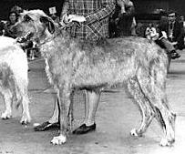 Sulhamstead Mentor | Irish Wolfhound 