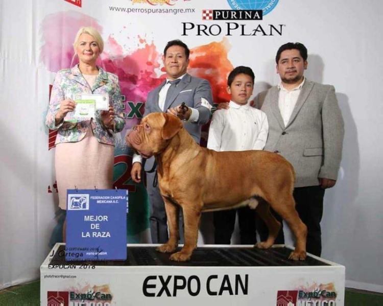 TEX DEL MARQUEZ | Dogue de Bordeaux 