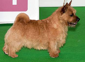 Ragus Jazz King | Norwich Terrier 